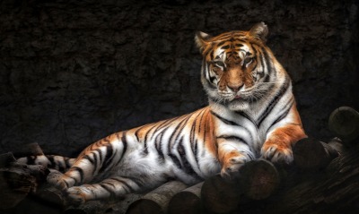 тигр, полосы