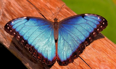 бабочка, синяя