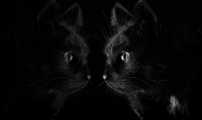 черная кошка, профиль