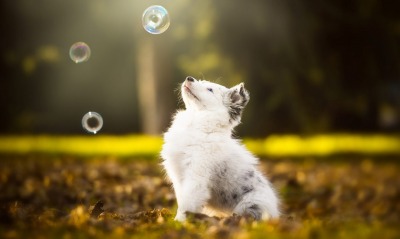 щенок поляна мыльные пузыри