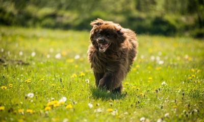 собака веселая трава одуванчики