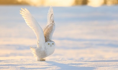белая сова, крылья