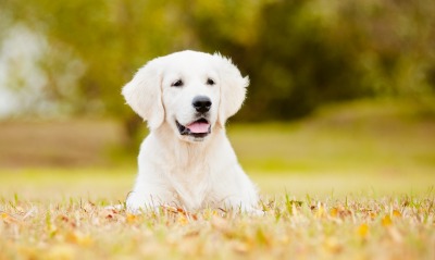 собака белая лужайка листья