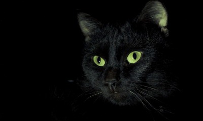 черный кот, зеленые глаза