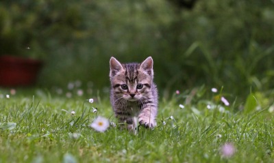 котенок, трава