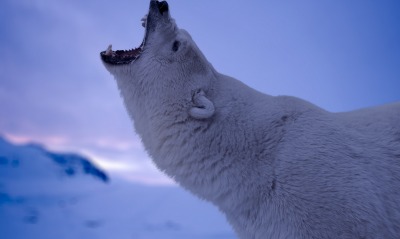 белый медведь, полярный
