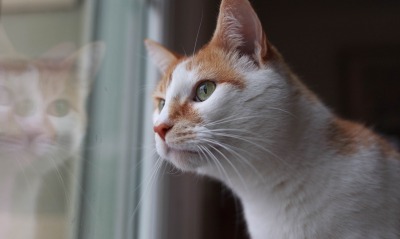 кошка, окно