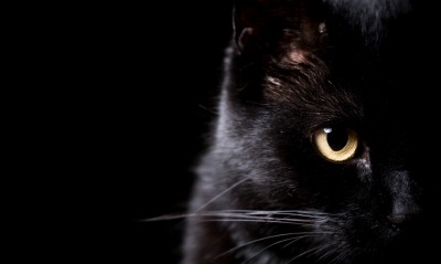 черная кошка, взгляд