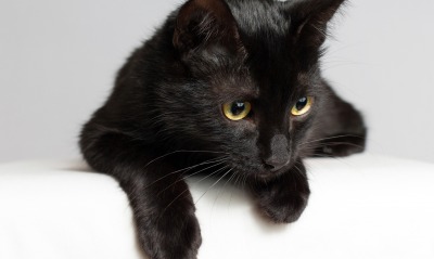 черный кот, взгляд