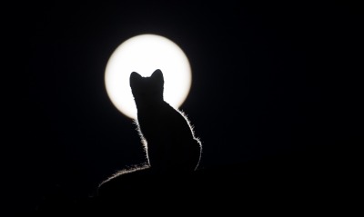 кот, луна
