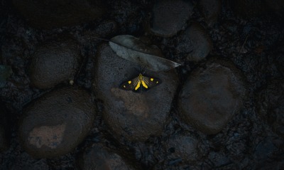 бабочка, камни