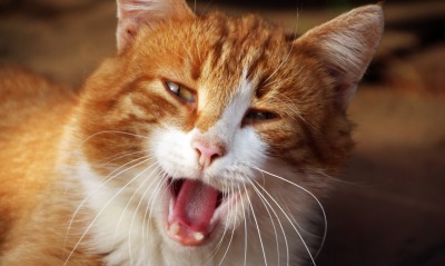 кот, зевающий