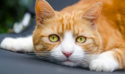 кот рыжий взгляд мордочка