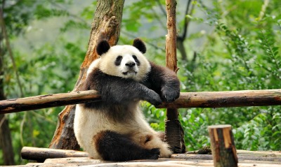 панда, бревна