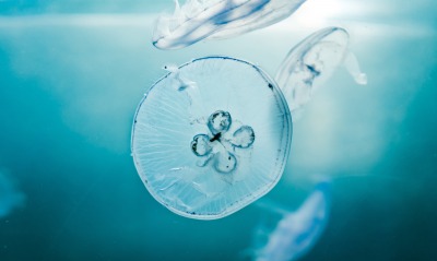 медуза, вода