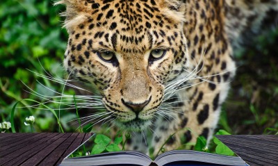 леопард, книга