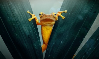 лягушка, оранжевая