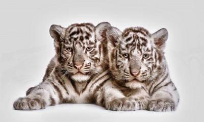тигрята, белый тигр