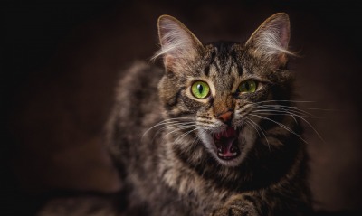 кот, зевает
