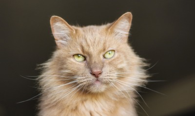 кот рыжий морда взгляд