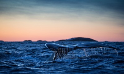 кит, плавник