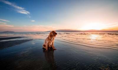 собака, море