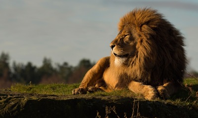 лев лежит царь зверей грива утес