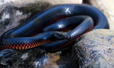 змея, черная