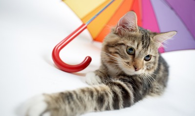 кошка, зонт