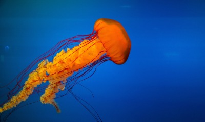 медуза, глубина