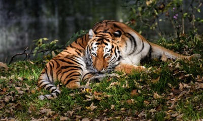 тигр, лежит