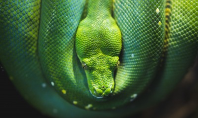 змея, зеленый