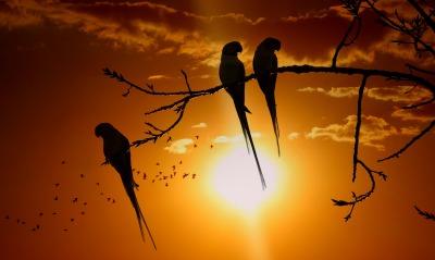 попугаи, закат