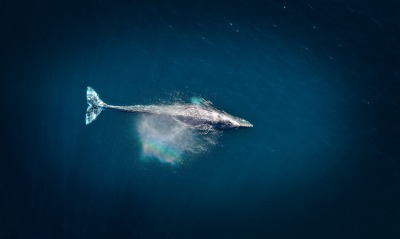кит, океан