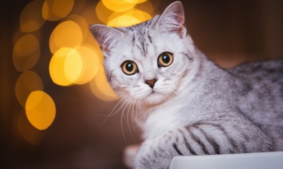 кот вислоухая кошка боке взгляд мордочка глаза