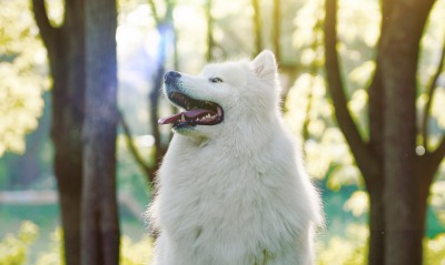 собака лайка пес белый язык