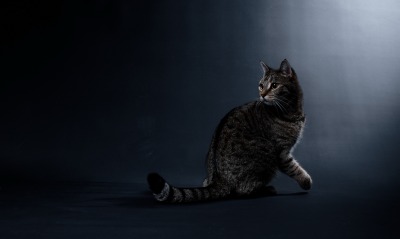 кот, темный фон