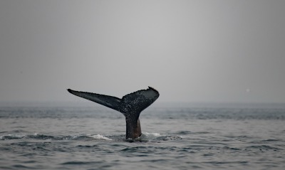 кит, хвост