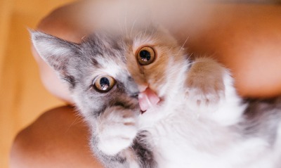 котенок игривый лежит язык