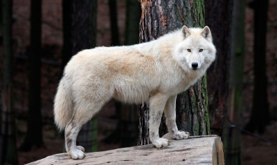 волк белый дерево бревно лес