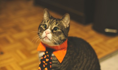 кот, галстук
