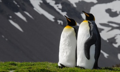пингвины на траве склон