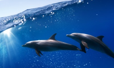 волна, дельфины