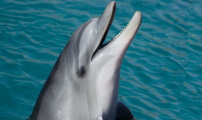дельфин, улыбка
