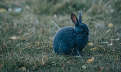 заяц кролик черный на траве