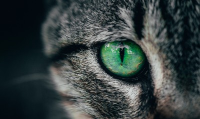 глаз кот зеленые глаза