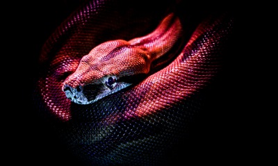 змея, красная