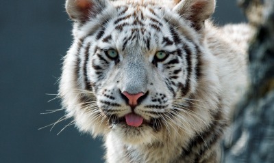 белый тигр, морда