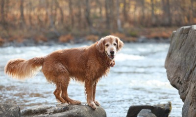 собака лабрадор река камни
