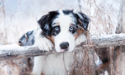 собака, голубые глаза